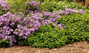 Botanical