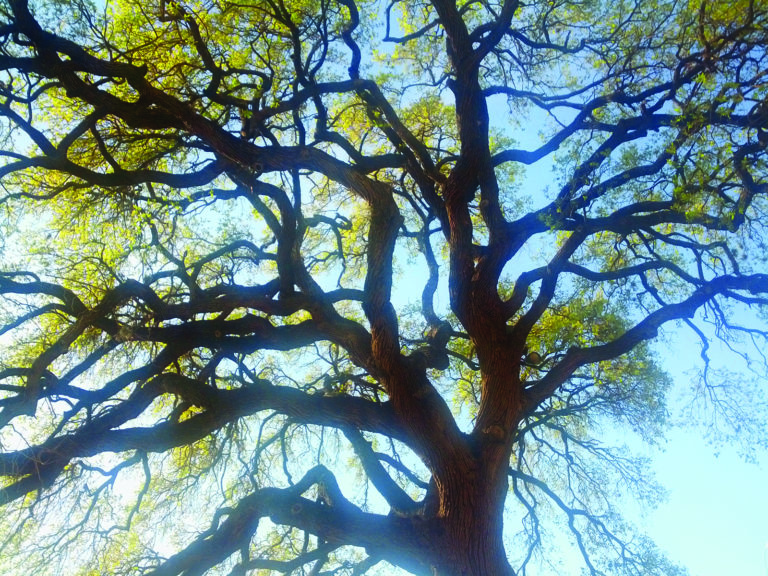 oak tree